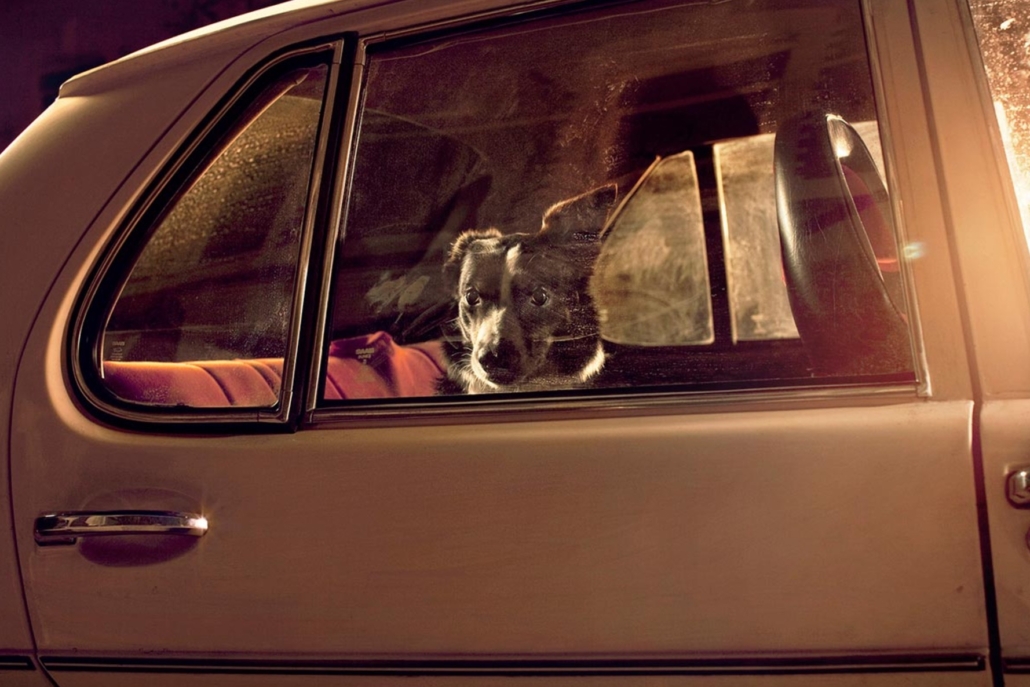 COSA SI RISCHIA A LASCIARE IL CANE IN AUTO E COME INTERVENIRE SE SI TROVA UN CANE ABBANDONATO IN AUTO? COSA SI RISCHIA A LASCIARE IL CANE IN AUTO E COME INTERVENIRE SE SI TROVA UN CANE ABBANDONATO IN AUTO?