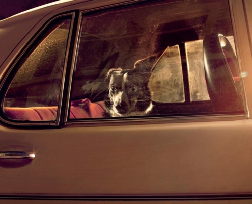 COSA SI RISCHIA A LASCIARE IL CANE IN AUTO E COME INTERVENIRE SE SI TROVA UN CANE ABBANDONATO IN AUTO?