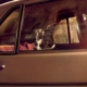 COSA SI RISCHIA A LASCIARE IL CANE IN AUTO E COME INTERVENIRE SE SI TROVA UN CANE ABBANDONATO IN AUTO?