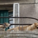 SI HA DIRITTO AL RISARCIMENTO PER GLI ULULATI E I GUAITI EMESSI DAL CANE SUL TERRAZZO DI NOTTE