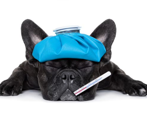 ACQUISTO DI UN CANE MALATO: ENTRO QUANTO TEMPO OCCORRE FAR VALERE I PROPRI DIRITTI?